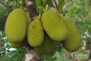 Can You Freeze Jackfruit?