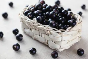 Can You Freeze Blackcurrants?