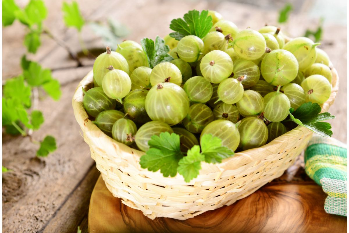 CAN YOU FREEZE GOOSEBERRIES